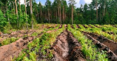 Помощь пострадавшим: профсоюзы занимаются озеленением